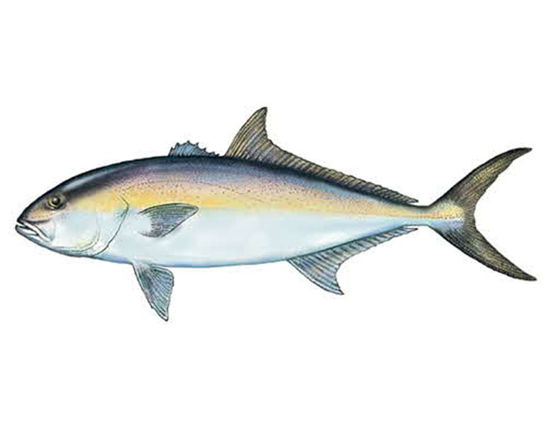 Amberjack