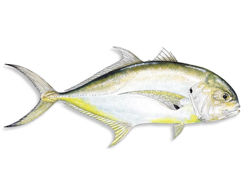 Jack Crevalle