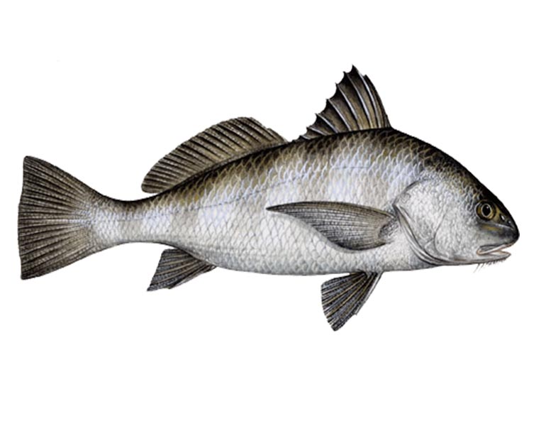 blackdrum