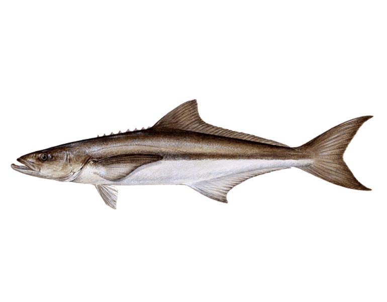 cobia