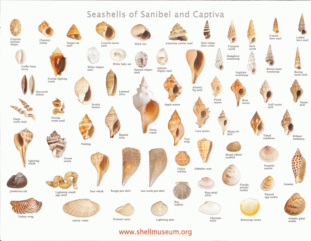 Shells-of-Sanibel-and-Captiva-1024x791